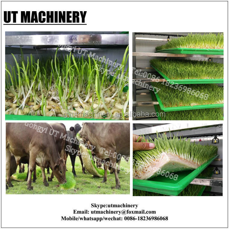 Ausrüstung zur Verarbeitung von Bohnenwurzeln für den täglichen Wasserverbrauch von 3 m3