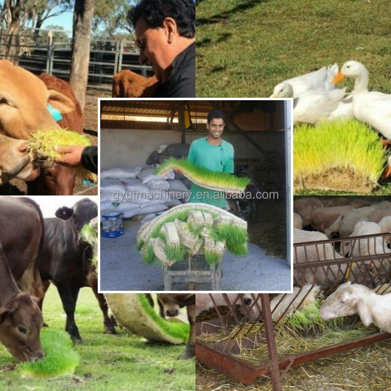 Lange Lebensdauer 2400w Solarhydroponische Futtermaschine für Gerste in Behälter