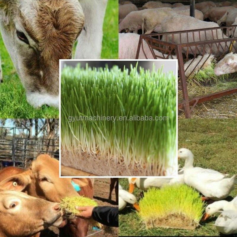 Spezialisierte Spannung vollständig geschlossene hydroponische Behälter Milz Gras Futter Sprießmaschine