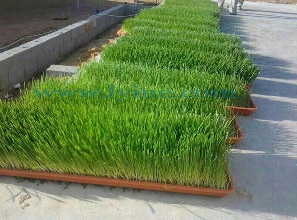 2024 Werbung C Harvestermaschinen zur Ernte Aquaponik Mikrogreens Produkte